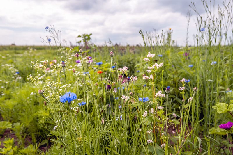 Project Landbouw - Ruimterijk