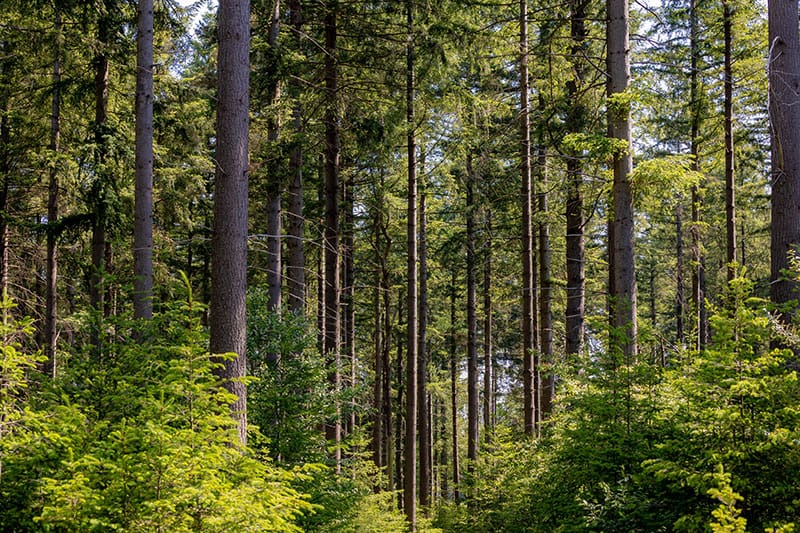 Project Natuur - Ruimterijk